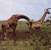 unknow artist To grand hojder an giraffe nar no other landvarelse wonder utovande of slaktbestyren oil painting reproduction